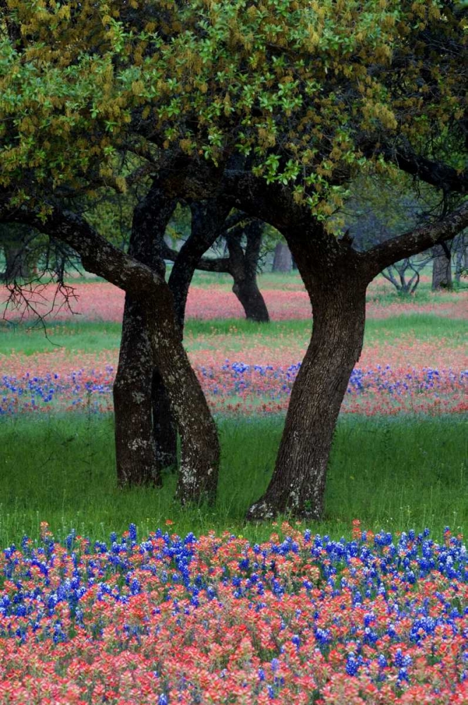 TX, Hill Country, Texas flowers and Dancing Trees art print by Nancy Rotenberg for $57.95 CAD